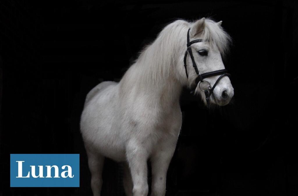Luna und die anderen Ponys und Pferde warten schon sehnsüchtig …